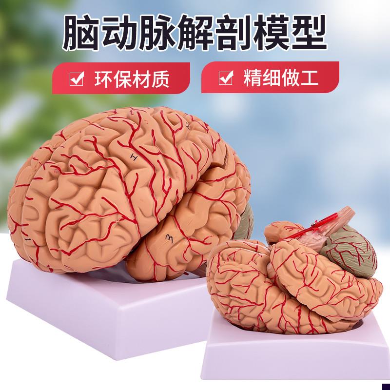 脑模型脑功能区域色分p模型人体大脑解剖模型人脑动脉构造脑神经