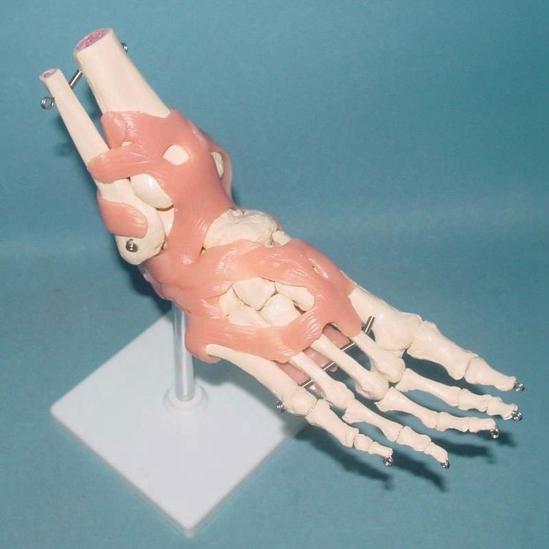 成人脚关节g骨骼韧带功能模型人体关节骨骼骨架医