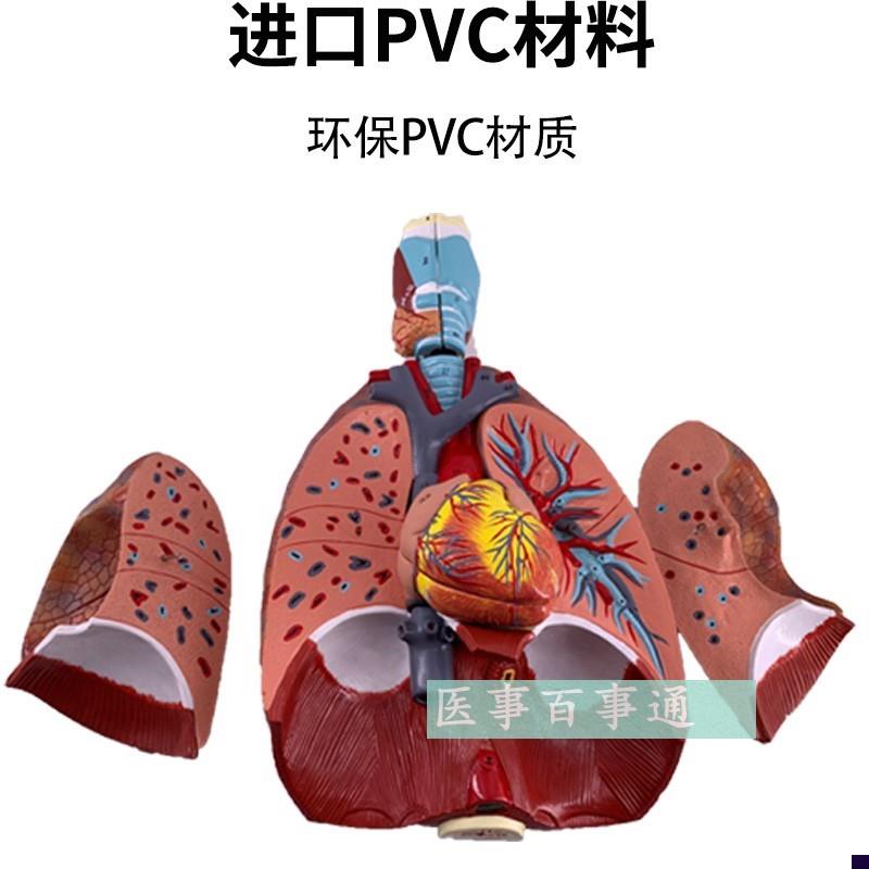 喉 心 肺解剖模型 人体呼吸系统解剖模型 医学 教学X模型内脏解虽