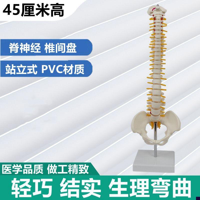 45厘米脊d柱模型脊神经椎间盘骨盆腿骨瑜伽健身正骨盲人按摩小针