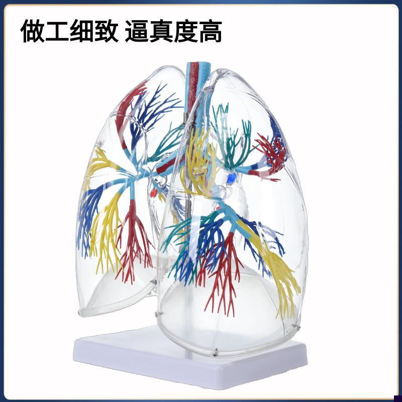人体透明肺段 肺解剖支气管树 人体肺部模型N胸外科呼吸科模型标