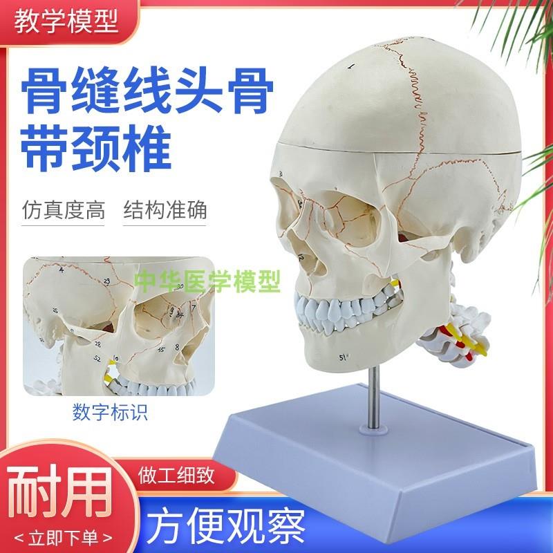 人体头骨颅骨带颈椎模型枕骨A颈动脉颅骨模型神经骨科医患沟