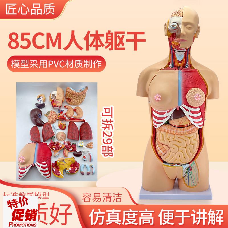 85cm人体躯干解剖可拆s卸29部件器官可拆卸医学教学心脏内脏模型