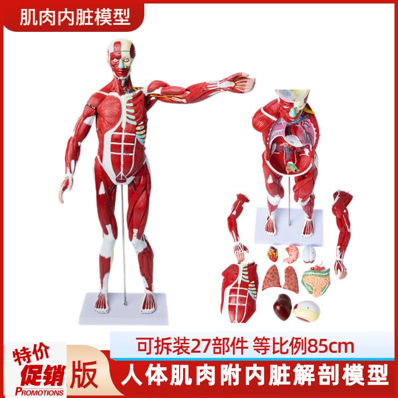 医学教学人体全身肌肉模型内脏器A官解剖结构组织拆卸运动仿真教