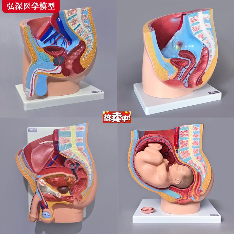 热销妇产科医学教学模型O男女盆腔解剖矢状面生殖系统模型腹部器