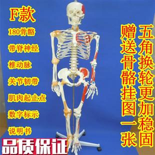 180cmd全身人体大骨骼模型女性骨骼标本模型艺术用成人大骨骼模型