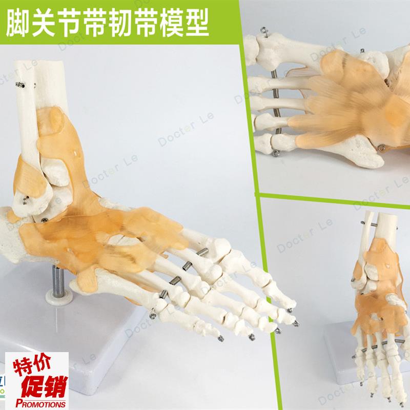 自然大脚踝关节功k能模型骨骼骨架带韧带教学医用模型人体节模型