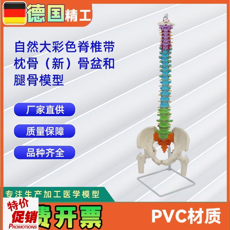 自然大彩色脊椎j带枕骨新骨盆和腿骨模型人体骨骼模型教学模型