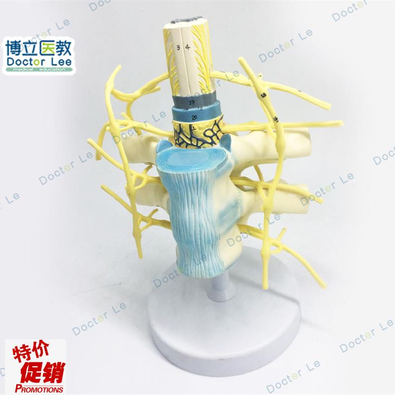 胸椎脊髓脊神经交感神经干模x型胸椎模型人体神经教学教具神经模