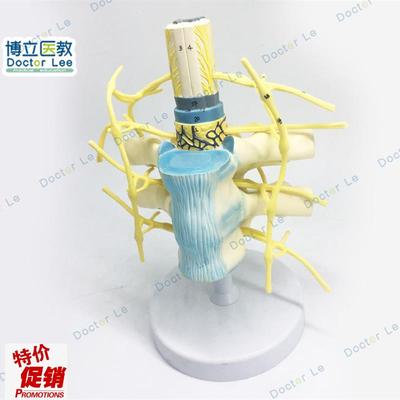 胸椎脊髓脊神经交感神经干模x型胸椎模型人体神经教学教具神经模