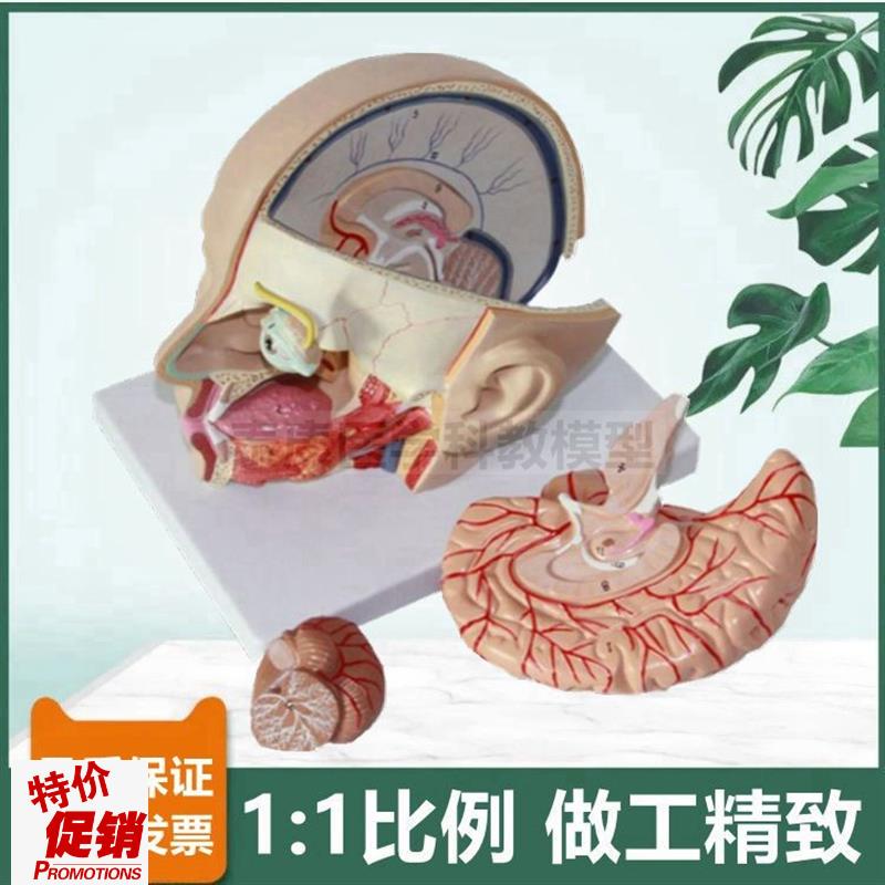 头部解剖模型脑可l拆面部微整形医美鼻咽喉口腔舌头牙科局部颅脑