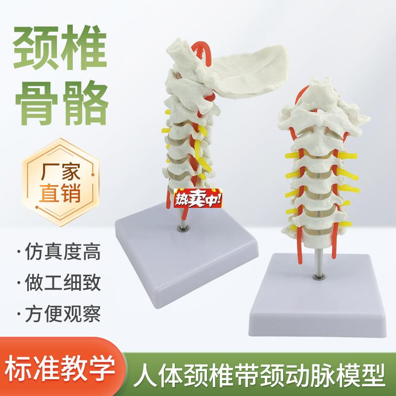 热销人体颈椎颈动脉模i型颈椎模型寰枢关节人体骨骼标本模型骨科