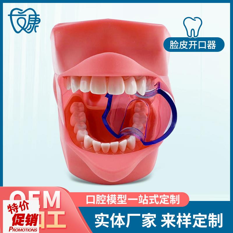 28拔牙模型人体牙m齿结构解剖模型口腔牙模具仿真牙科教学牙模型