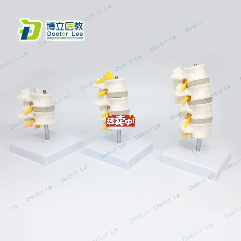 热销1比1脊柱模型人体骨骼模型颈椎骨血管腰o椎间盘医用教学模