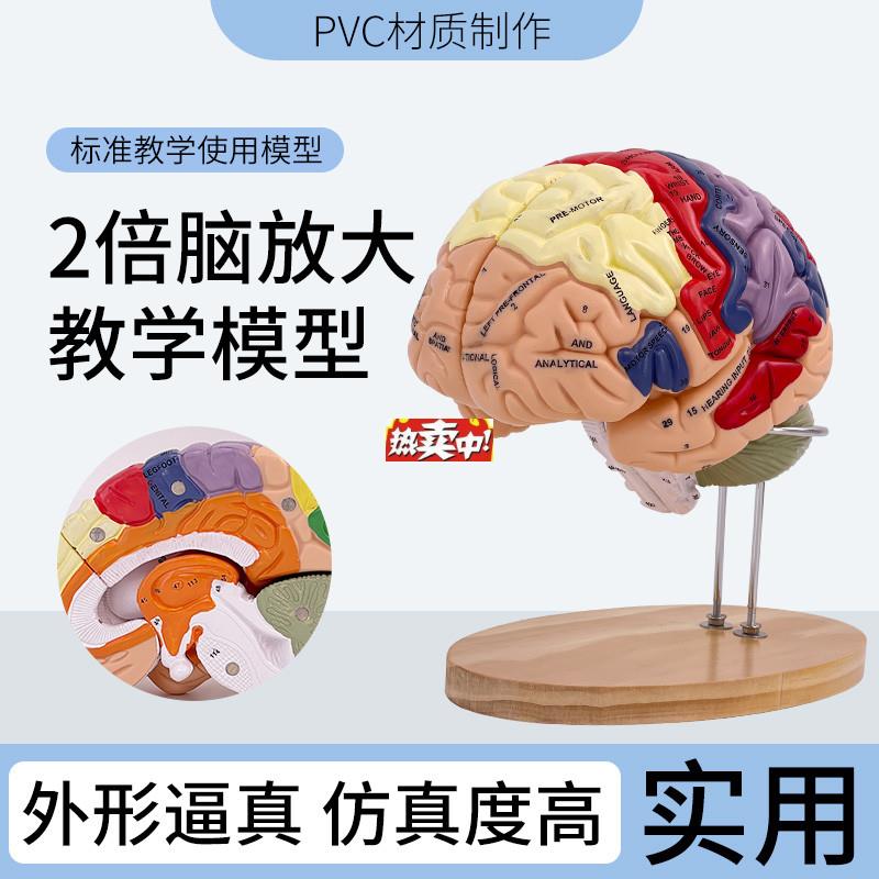 热销2倍放大医用大脑神经解剖模型含运动中k枢与感觉中枢功能展