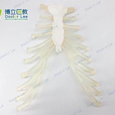 人体骨骼模型散骨模型胸肋骨带肋软骨模型医用教学模.型散骨模型