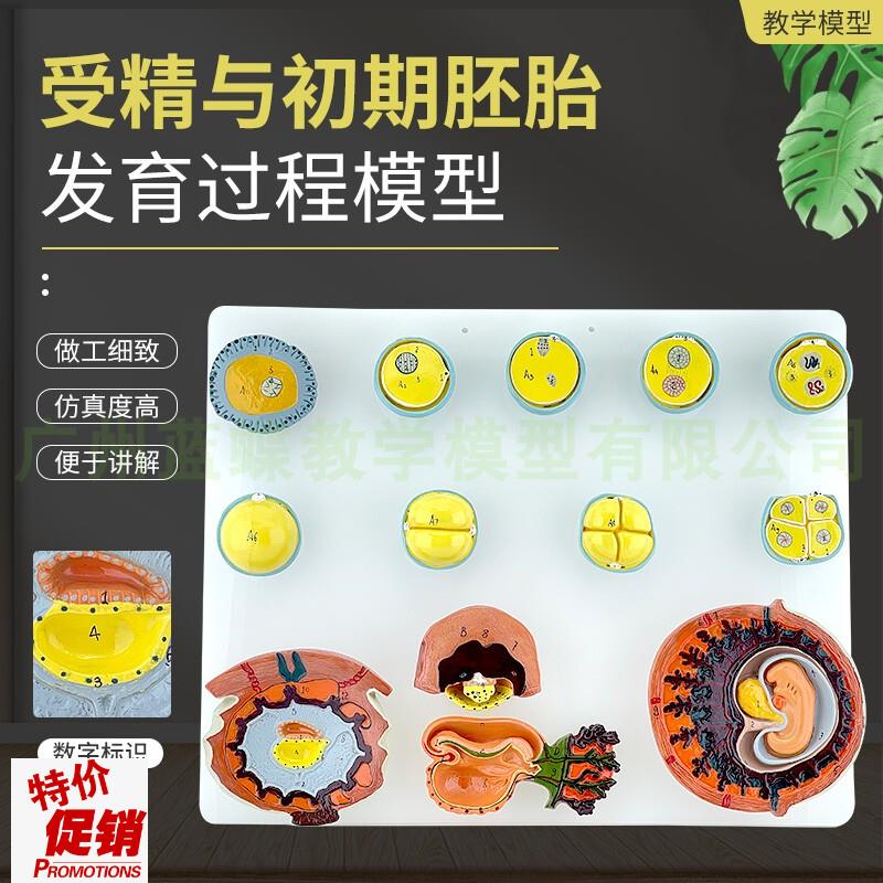 受精与初期胚n胎发育过程模型A42003