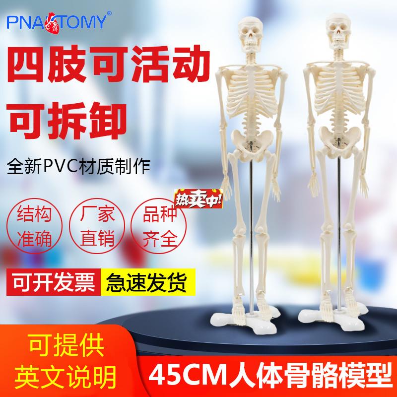 热销45cm彷M真小白人体全身骷髅骨架骨骼可拆卸医学用艺用瑜伽正