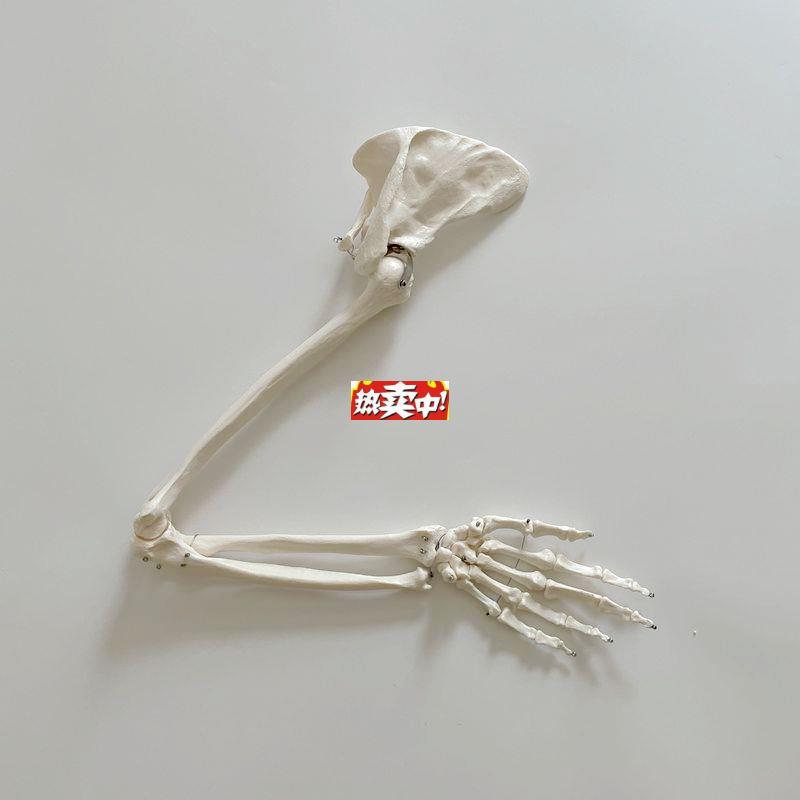 热销康泰教具人体上肢骨骼手臂肩关节手腕肘关节假肢高D仿真骨科