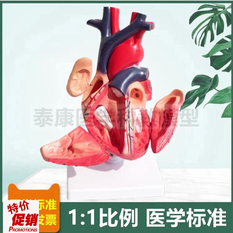 人体心脏模型可拆卸带标识临床医用B超G彩超影像教学1比1仿真血管