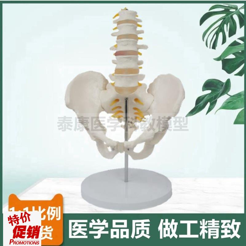 人体脊椎带骨盆模型m椎间盘脊神经股骨头正骨按摩产后修复家政技
