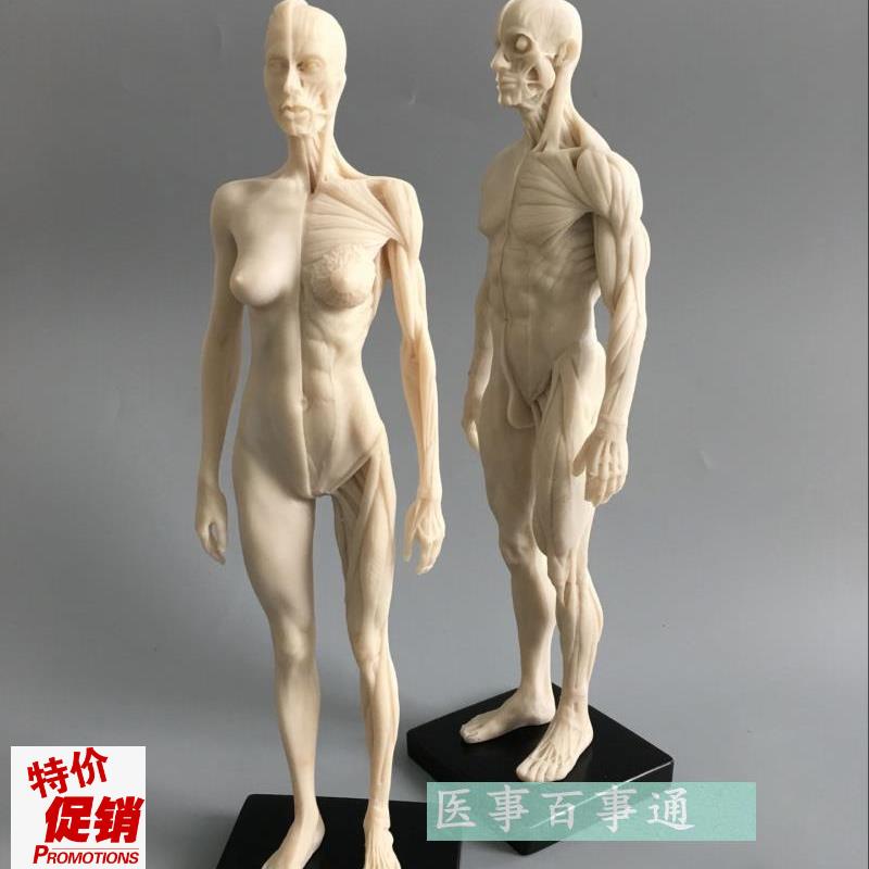 设计绘画CG参考医用头骨胸像艺B用人体肌肉骨骼解剖结构模型白胚