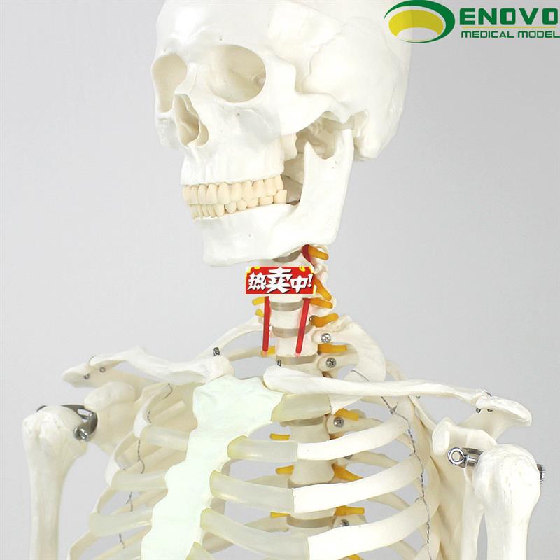 热销ENOVO颐诺170CM人体骨骼模型美术医J学用脊柱弯曲瑜伽健身骨