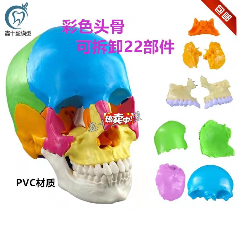 热销牙科彩色可分解头颅骨L插件颅模型可拆分22部分头骨模型医学