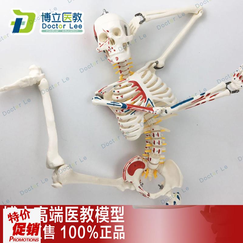 85CM人体e骨骼模型神经肌肉起止标数字小针刀骨骼解剖模型脊柱模