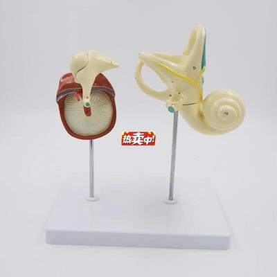 热销人体耳朵模型中耳鼓膜听小骨内耳迷B路半规管耳蜗螺旋器听觉