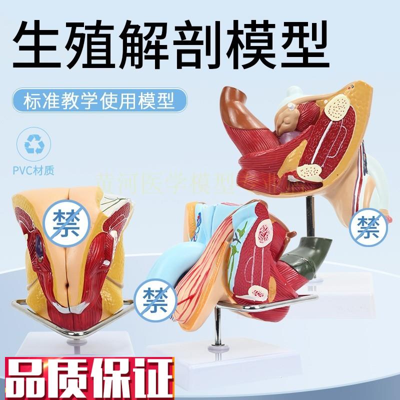 男性生殖解剖模型睾丸膀胱自然大D1:1男性生殖器层次解剖模型