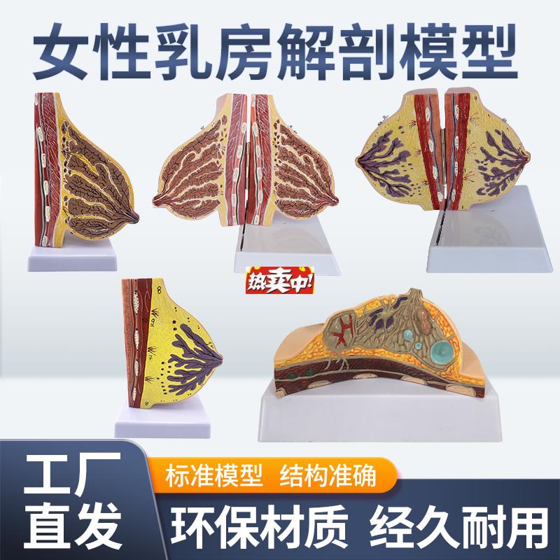 热销乳房模型胸部解剖模型静止期哺乳期女性病变乳t腺结构乳房医