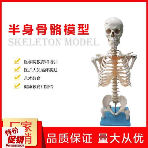 半身人体骨d骼模型骨架模型解剖学艺术教学演示医学科研骨骼模型