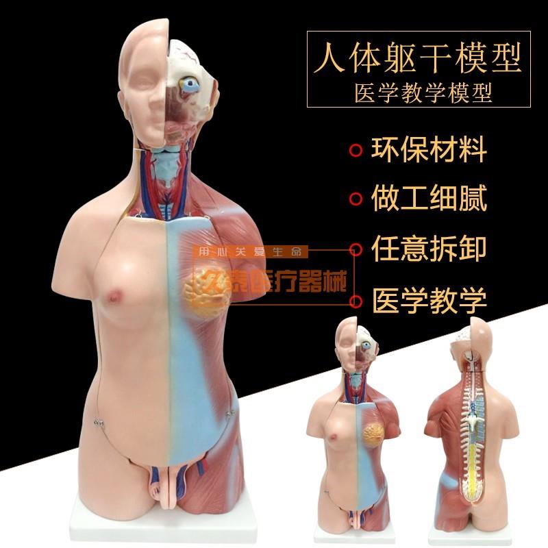 人体模型28CM躯干人体内脏解剖D模型医用教具骨骼儿童益智玩具