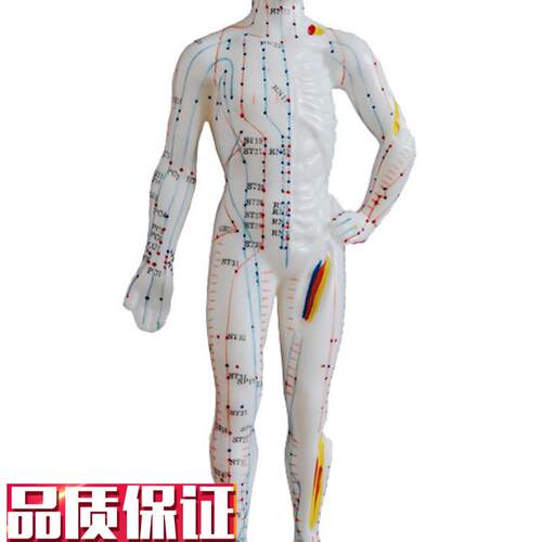 中医针灸小人人体经l络穴位模型针灸穴位模型小人26cm教学模特硅