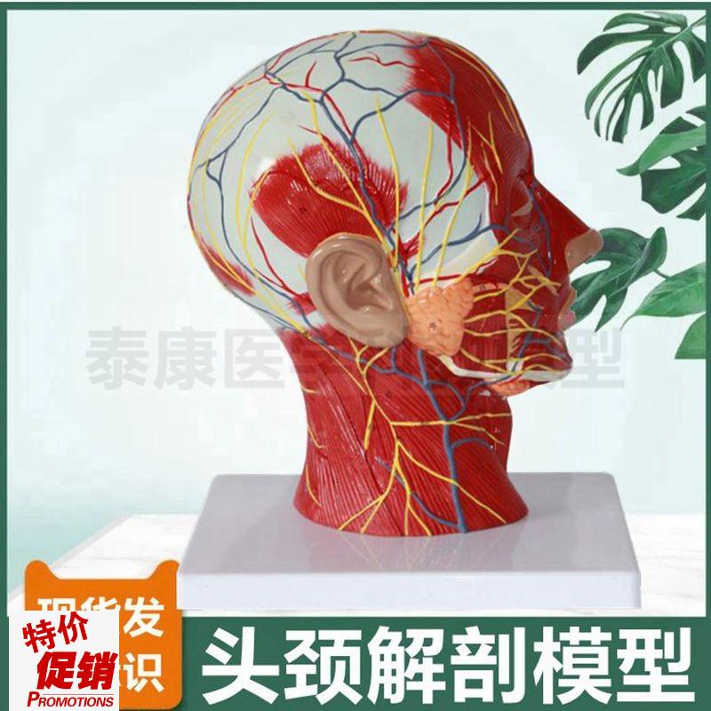 面部微整形模型浅l层肌肉血管神经头颅结构鼻咽喉口腔咽扁桃体喉
