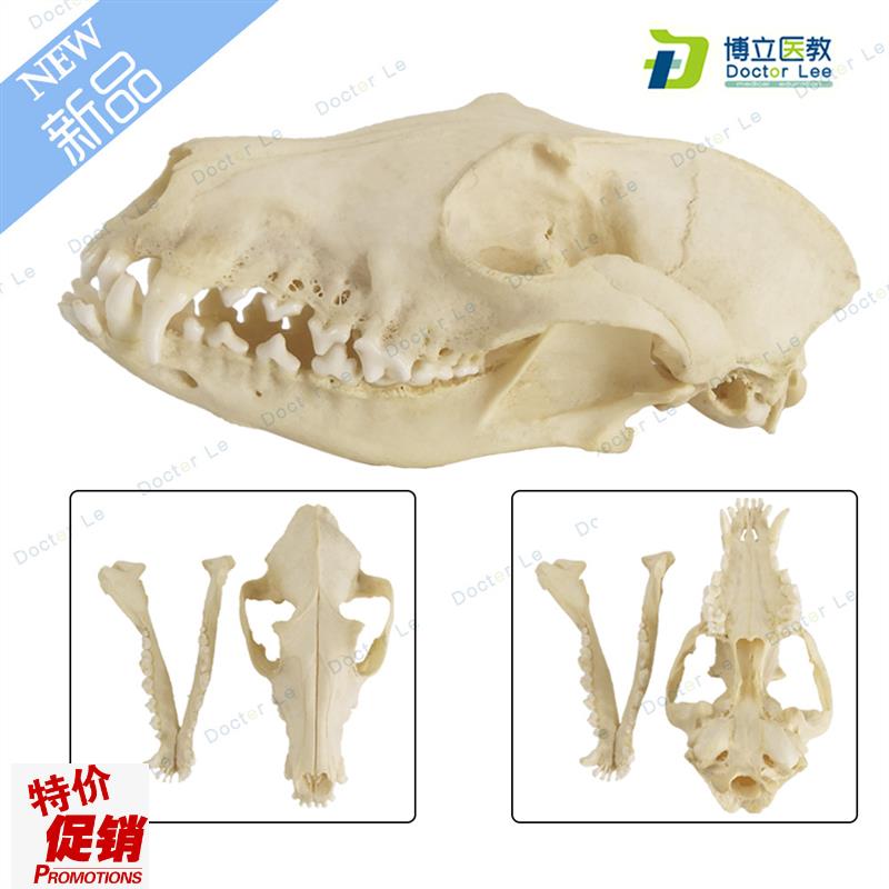 野生狐狸头骨模j型真11野生动物头骨模型真实狐狸标本模型