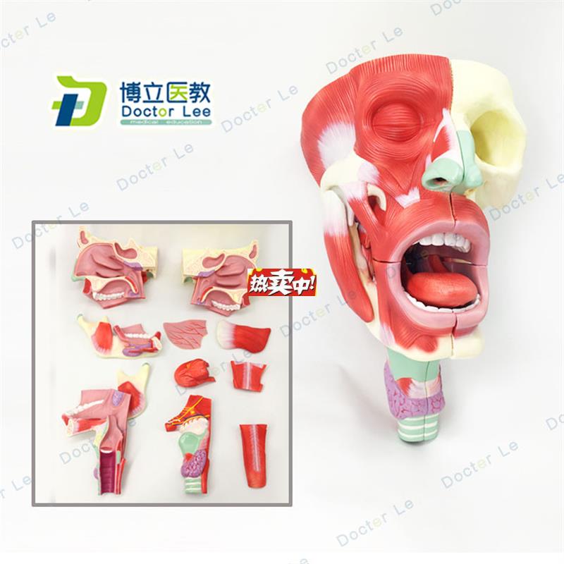 热销医用鼻口咽喉腔模型头面d部肌肉解剖模型鼻腔口腔模型咽
