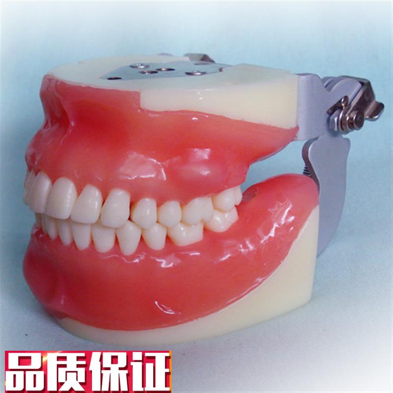 颐诺正品口腔外科学教学实习z示教模型拔牙练习脓肿切开根切术