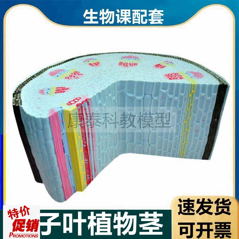 双子叶植物模型叶子结构r单子叶植物茎根尖放大纵剖生物课实验仪