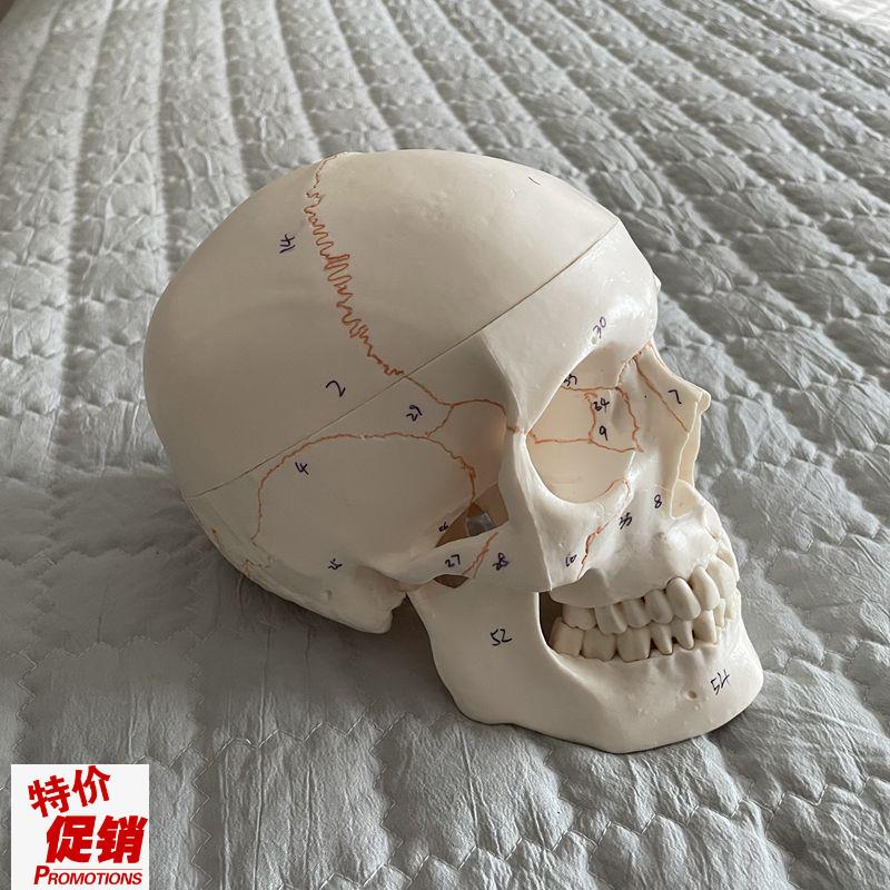 瑞泰医学颅骨模型骨缝线标识头骨口腔牙科素描考古收Y藏神经外科