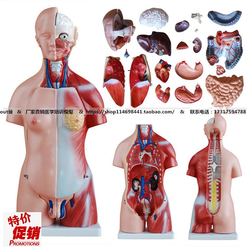 45CM两性躯干k模型23件解剖学器官结构人体内脏器官模型脏器模型