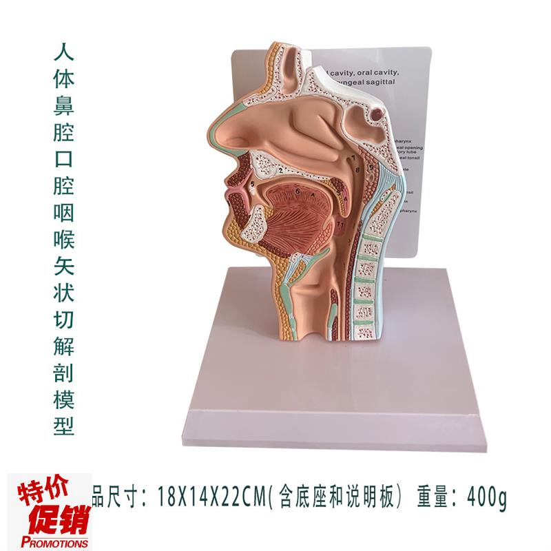 人体鼻腔b口腔咽喉气管食管面部矢状切解剖骨骼教学医学教具包邮