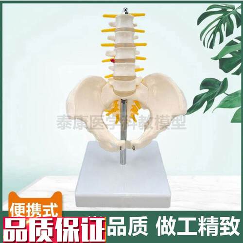 便携式腰椎带骨盆模型脊神经椎间盘股G骨头正骨推拿产后康复功能