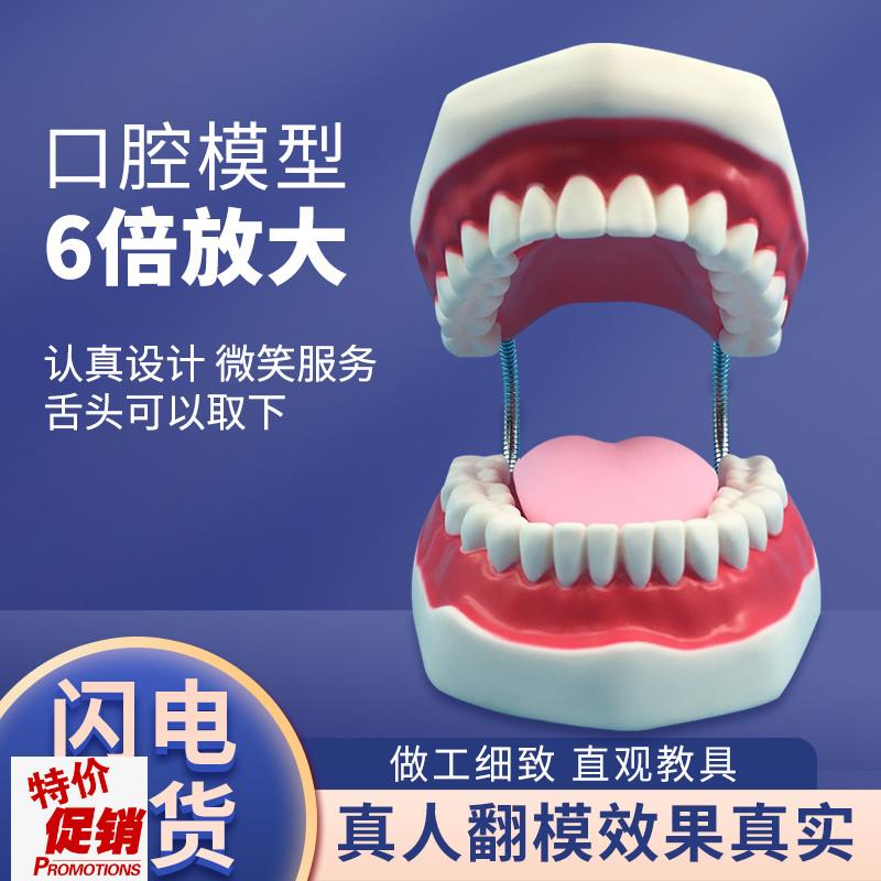 牙护理保健模型放大6倍大号y牙齿清洁教学模具口腔护理牙模型