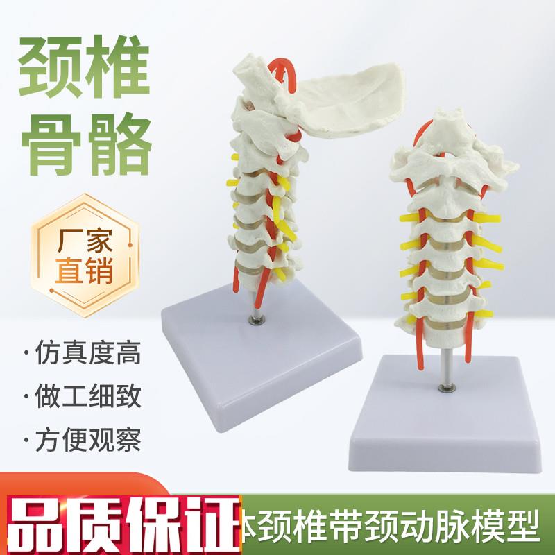人体7节颈椎带颈动脉后枕骨椎间盘与神经教T学模型颈椎模型