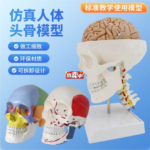 热销人体头颅骨骼头骨可拆卸美术素描道具医学生g教学医用标准骷