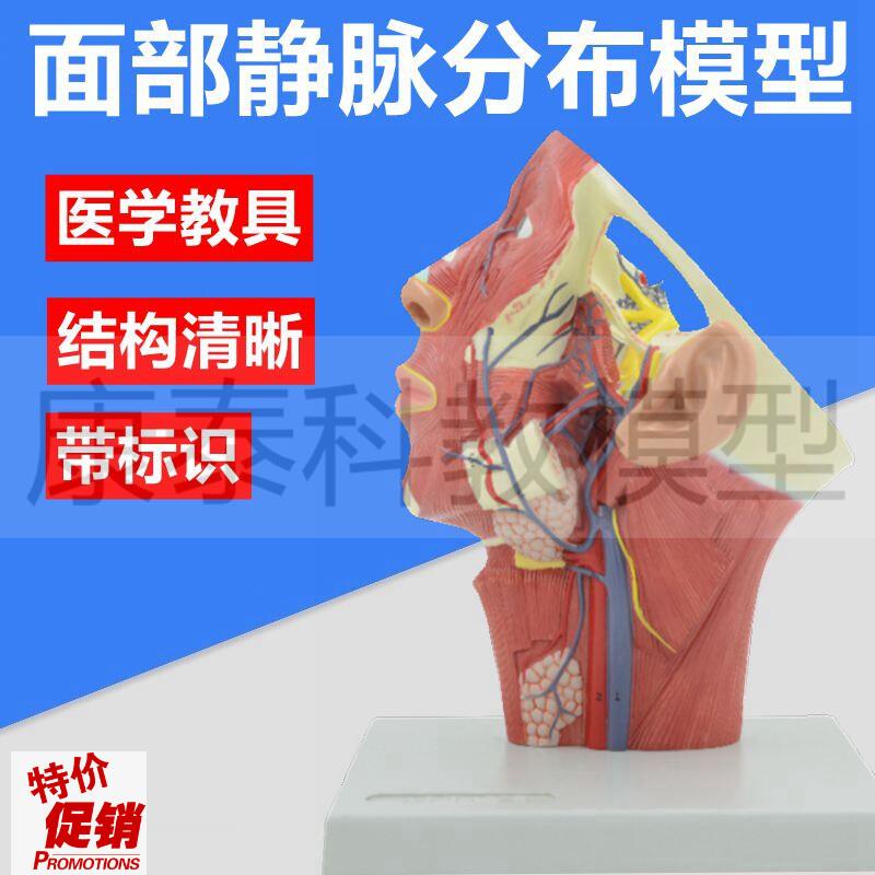 面部静脉分布模型头颈解s剖面神经颈部静脉动脉肌肉整形美容医用