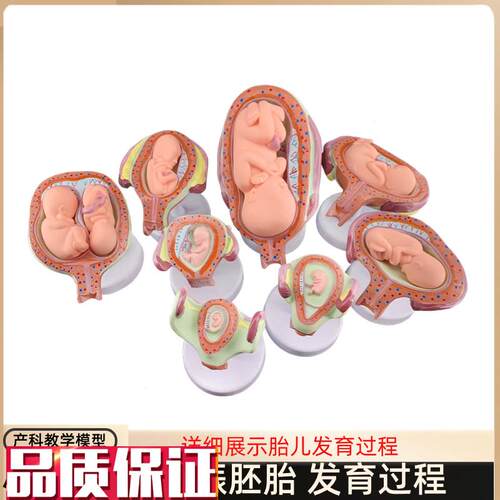 妊娠发育过程模型胚o胎计划生育模型胎儿发育过程模型子宫解剖