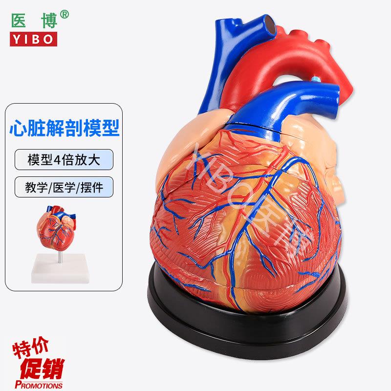 医博心脏解刨模型医学教学模具可拆卸B1:1人体仿真心脏模型医学人